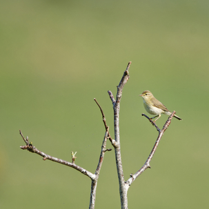 Thumbnail of Willow Warbler